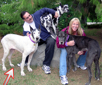 Adopting 3 Great Danes